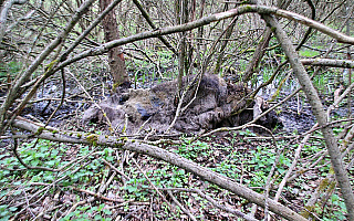 Kolejne martwe zwierzę w Kosewie Górnym. Ferma należy do PAN